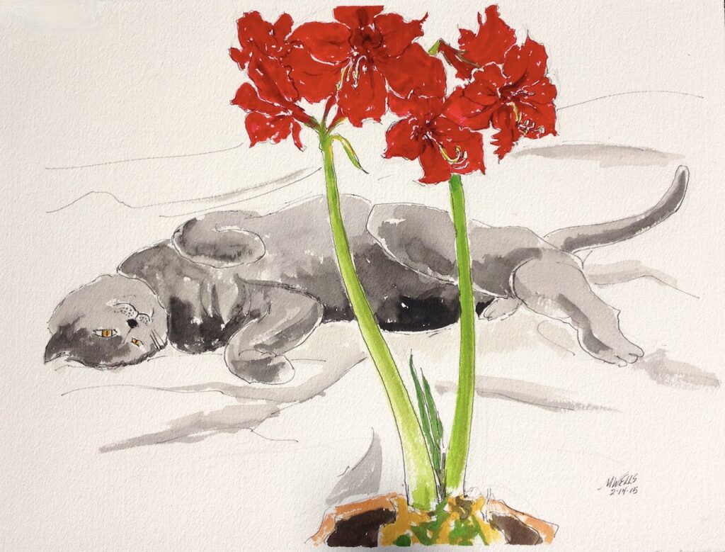 Sleeping cat and red Amaryllis - Watercolor Painting by Marilyn Wells - 14" x 18"