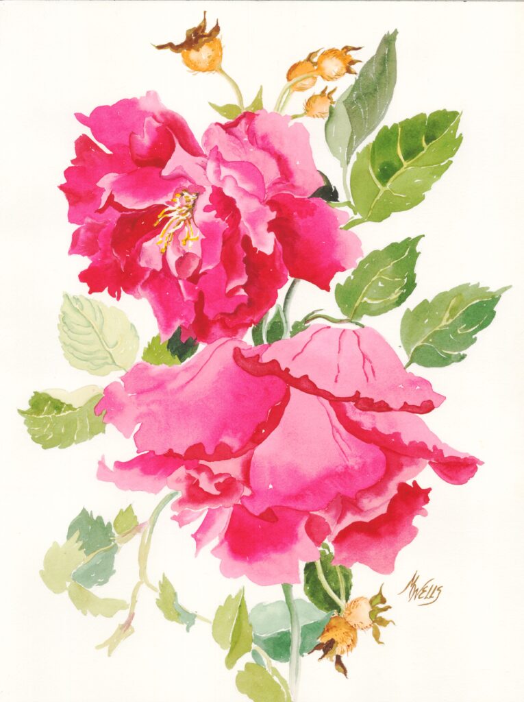 Painting in reds and pinks of "Cuthbert Grant" rose, a Canadian cultivar, in semi botanical style by Marilyn Wells as an example of Sensory Synergy to uncover Signs to Hope, Peace, and Joy.